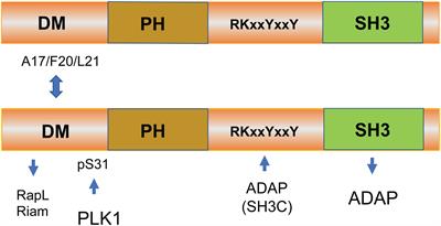 Multi-functional adaptor SKAP1: regulator of integrin activation, the stop-signal, and the proliferation of T cells